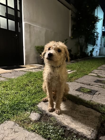 Foto del avistamiento de perro