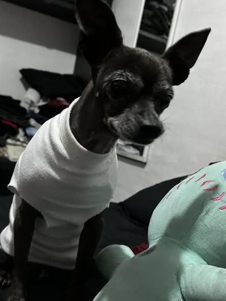Dog sighting photo