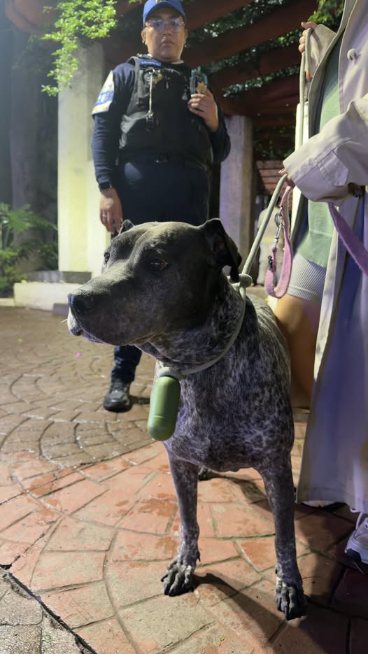 Dog sighting photo