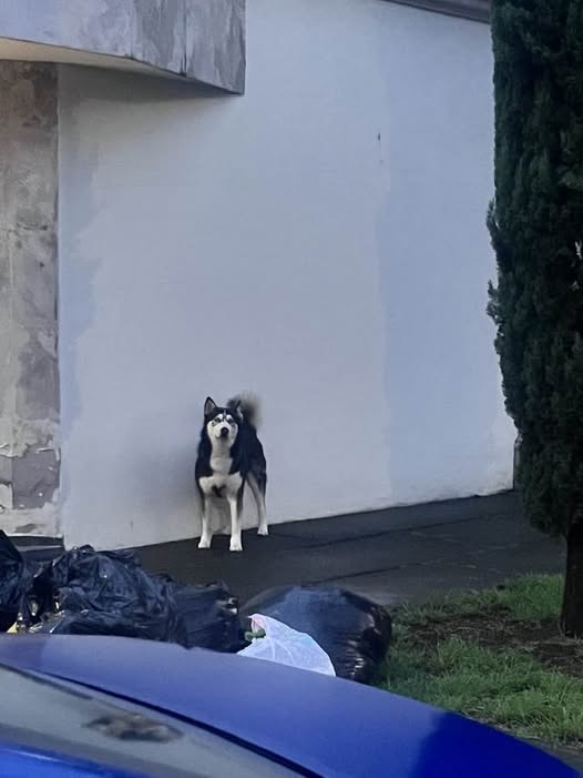 Dog sighting photo