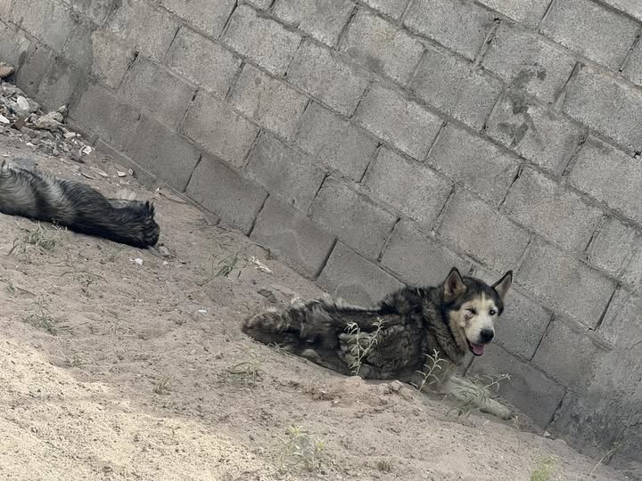 Foto del avistamiento de perro