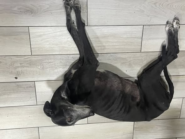 Dog sighting photo