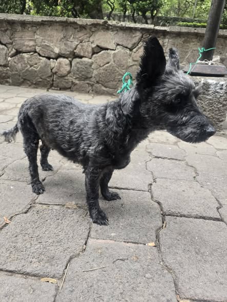 Dog sighting photo