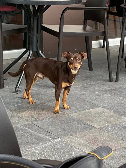 Dog sighting photo