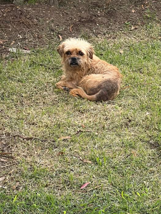 Foto del avistamiento de perro