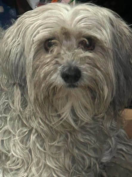 Foto del avistamiento de perro