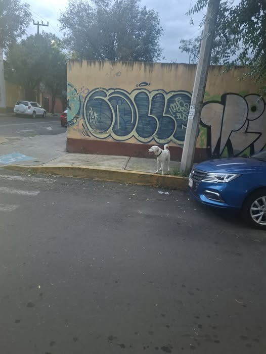Dog sighting photo
