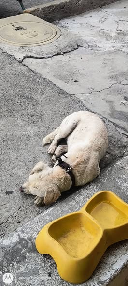 Foto del avistamiento de perro