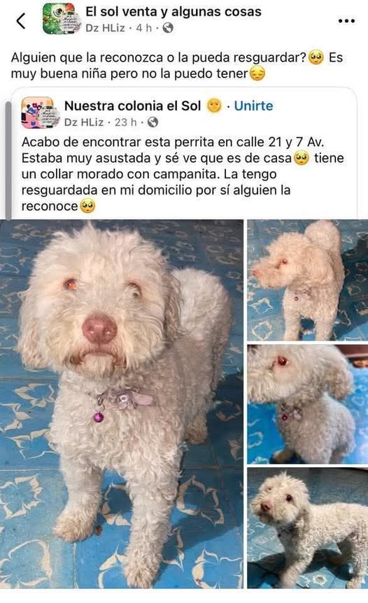Foto del avistamiento de perro