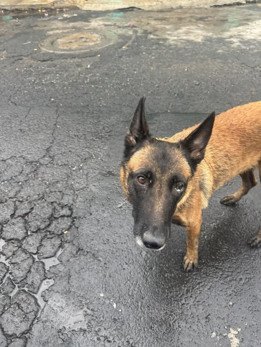 Dog sighting photo