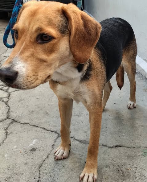 Foto del avistamiento de perro
