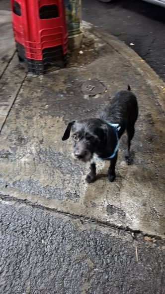 Foto del avistamiento de perro
