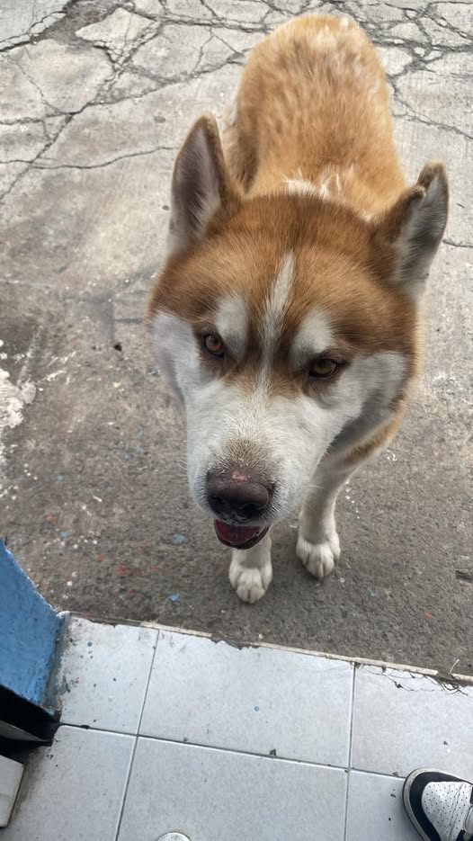 Foto del avistamiento de perro