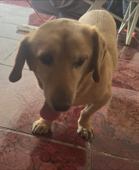 Foto del avistamiento de perro