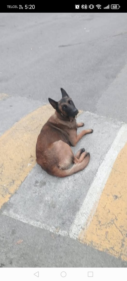 Foto del avistamiento de perro