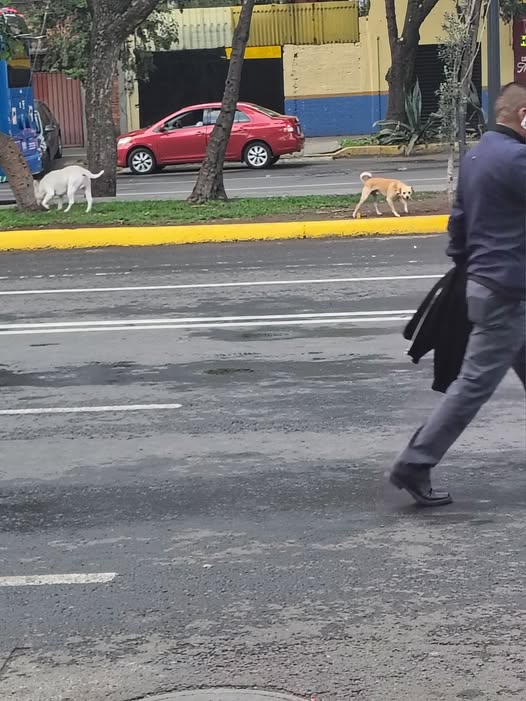 Foto del avistamiento de perro