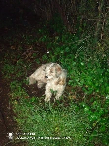 Dog sighting photo