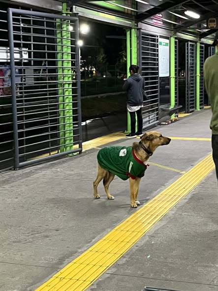 Foto del avistamiento de perro