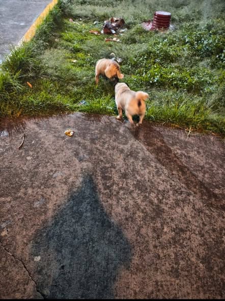 Foto del avistamiento de perro