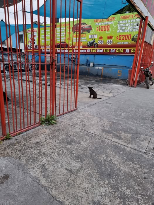 Foto del avistamiento de perro
