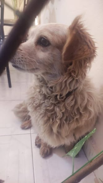 Foto del avistamiento de perro