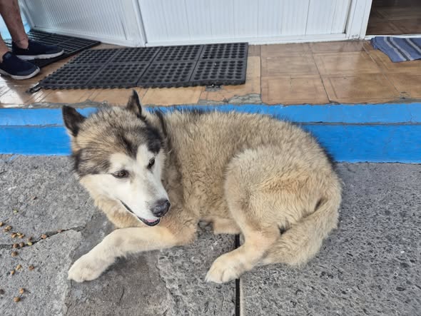 Foto del avistamiento de perro