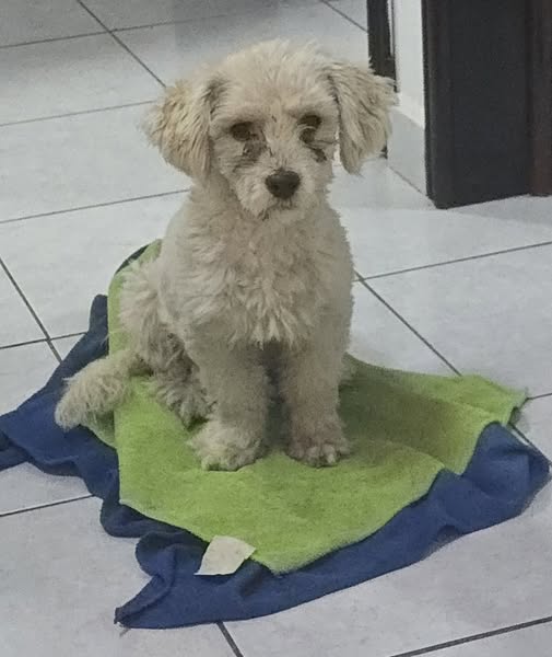 Foto del avistamiento de perro