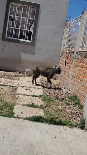 Dog sighting photo