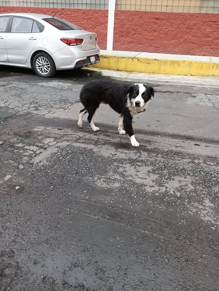 Dog sighting photo