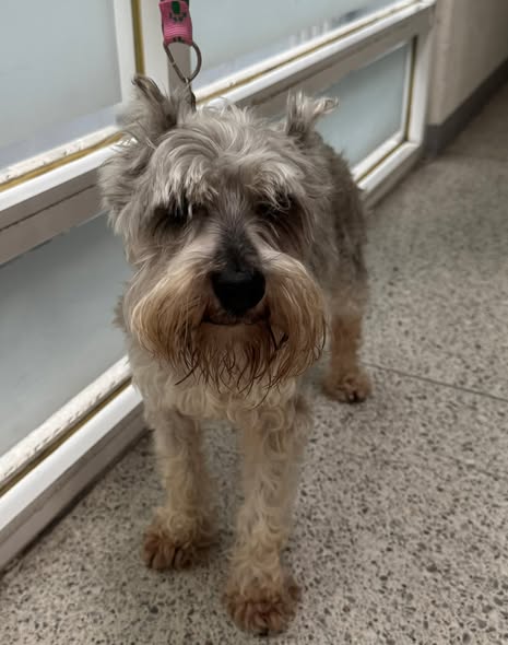 Foto del avistamiento de perro