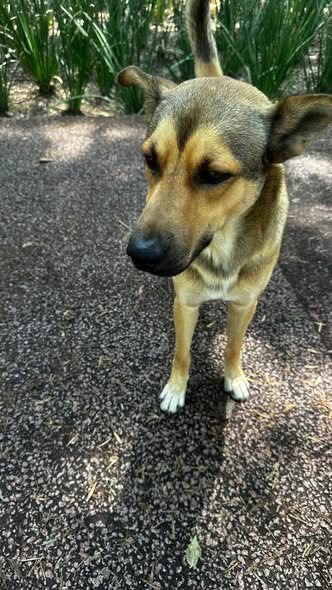 Dog sighting photo
