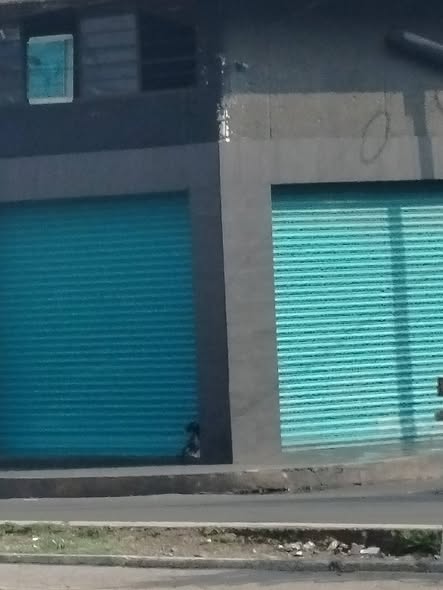 Foto del avistamiento de perro