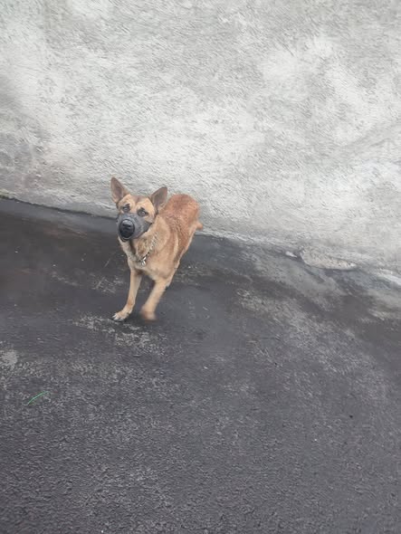 Dog sighting photo