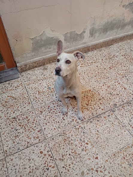 Foto del avistamiento de perro