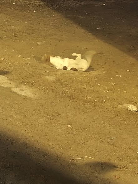 Foto del avistamiento de perro