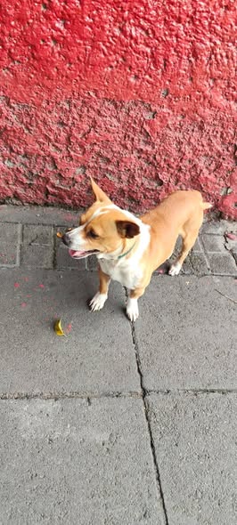 Dog sighting photo