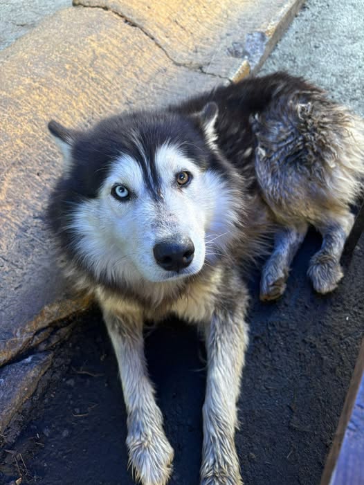 Foto del avistamiento de perro