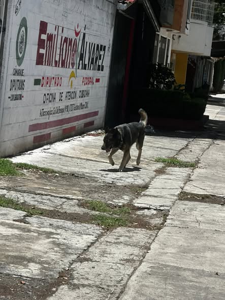Foto del avistamiento de perro