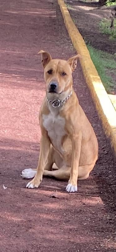 Dog sighting photo