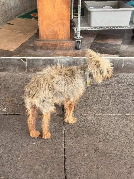 Foto del avistamiento de perro