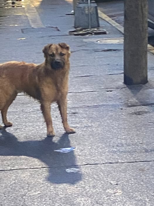 Foto del avistamiento de perro
