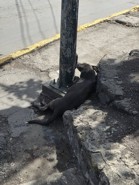 Foto del avistamiento de perro