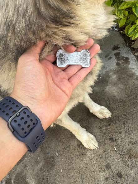 Foto del avistamiento de perro