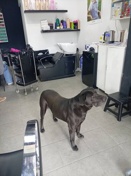 Foto del avistamiento de perro