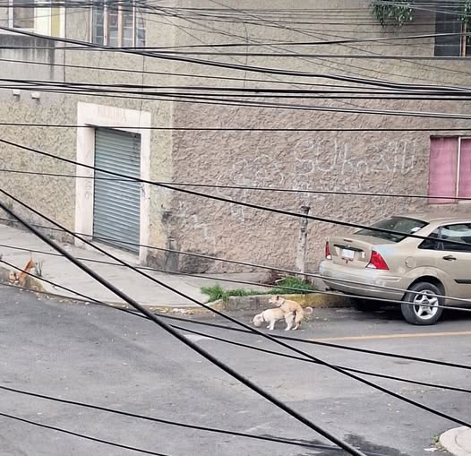 Foto del avistamiento de perro
