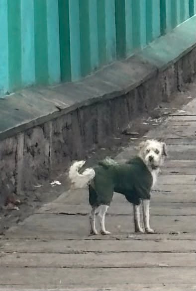 Foto del avistamiento de perro