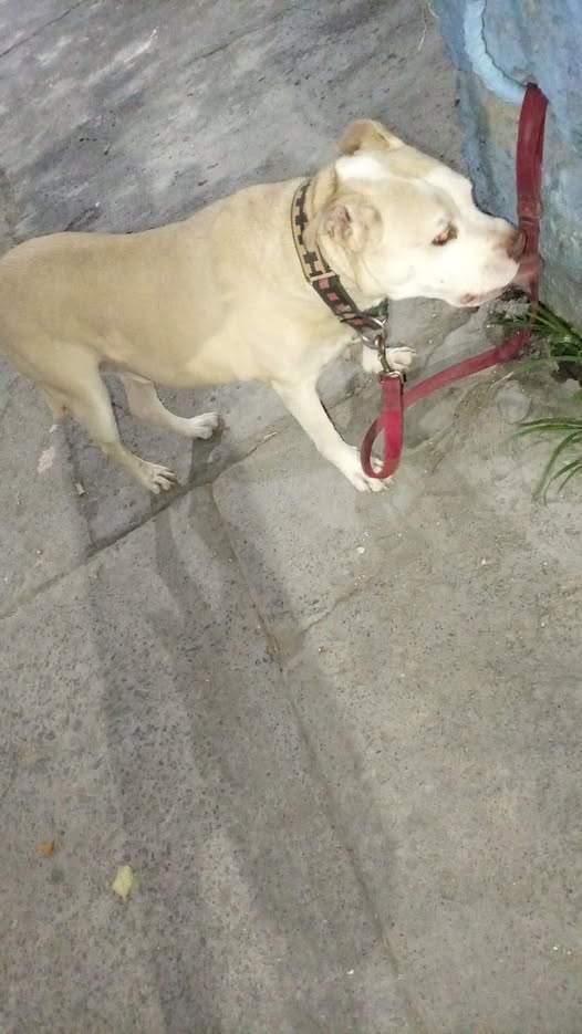 Foto del avistamiento de perro