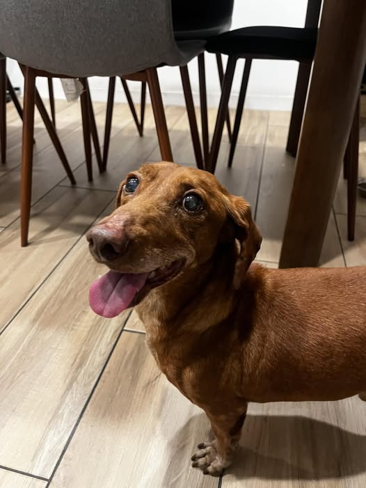 Foto del avistamiento de perro