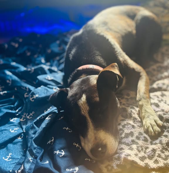 Foto del avistamiento de perro