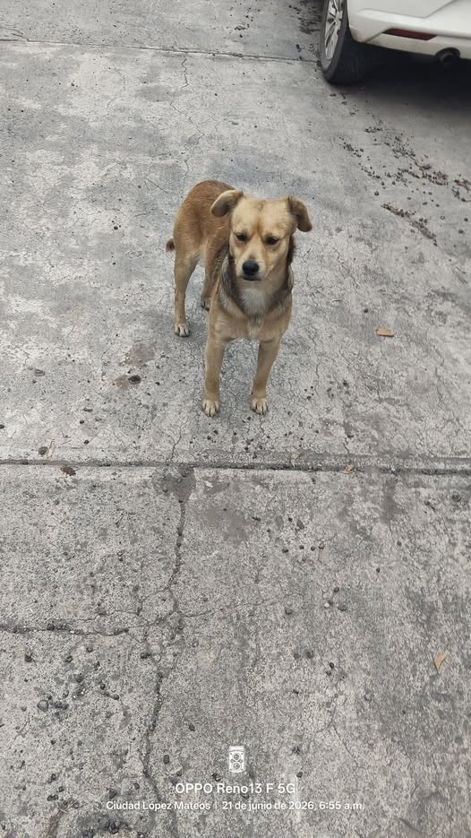 Foto del avistamiento de perro